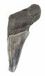 Partial, Serrated Megalodon Tooth - South Carolina #48385-1